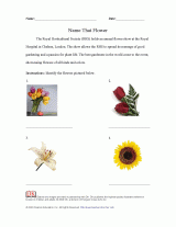Name That Flower