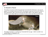 Meet the Mammals Mini-Lesson -- Powerpoint Slideshow